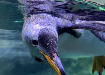 river-valley-mandai-bird-paradise-09