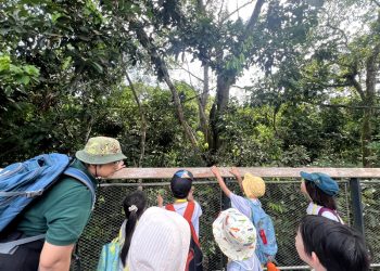 serangoon-gardens-picnic-puzzles-rainforest-25
