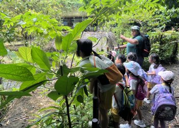 serangoon-gardens-picnic-puzzles-rainforest-31